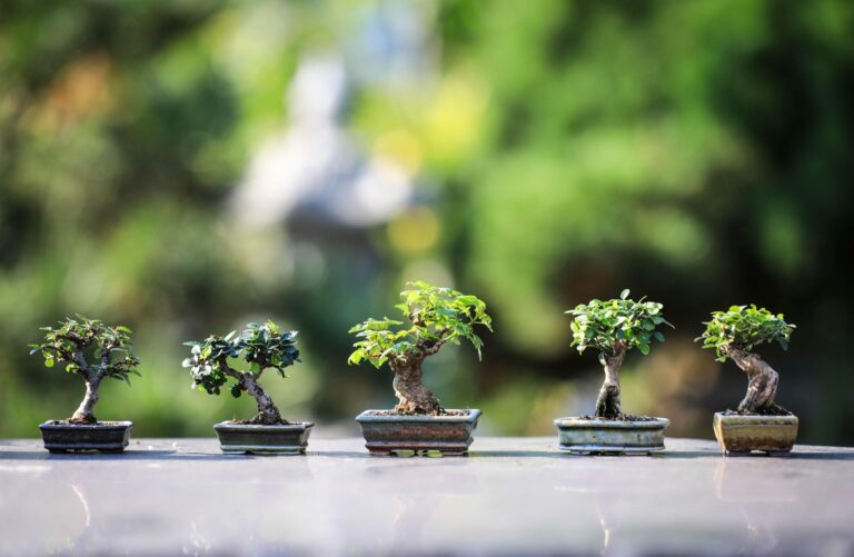Outdoor Design: Expertos en Diseño de Jardines en Mataró y sus alrededores