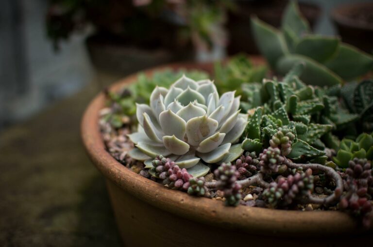 Empresa de jardines en Sentmenat: seleccione a los mejores profesionales para su espacio