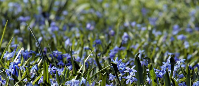 Jardinería en Sabadell: beneficios que van más allá de lo estético
