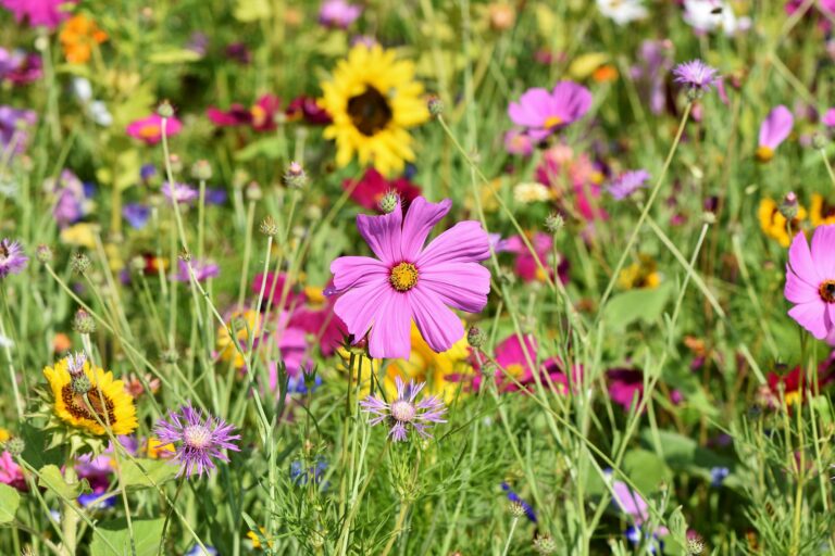 Diseño de jardines: la planificación de los espacios para la belleza y el relax