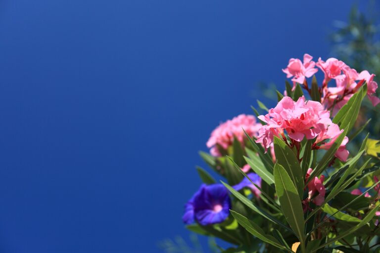 Mejore sus espacios y su salud con el paisajismo de jardines