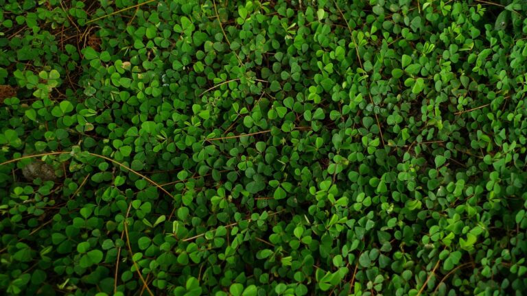 Crea un oasis con el paisajismo para jardines pequeños